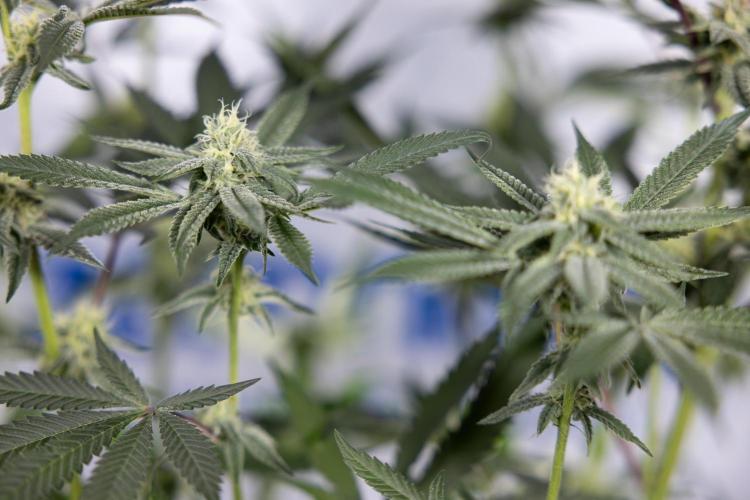 Lemon Cherry Gelato #1 - Zamnesia x B&B. Week 10 - Lemon Cherry Gelato - Mainfolding - Bloom