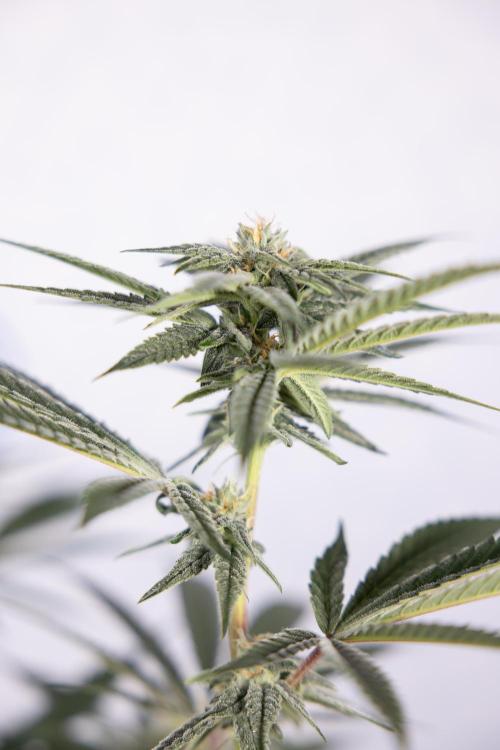 Lemon Cherry Gelato #1 - Zamnesia x B&B. Week 10 - Lemon Cherry Gelato - Mainfolding - Bloom