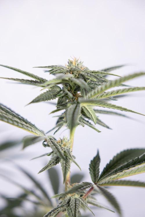 Lemon Cherry Gelato #1 - Zamnesia x B&B. Week 10 - Lemon Cherry Gelato - Mainfolding - Bloom