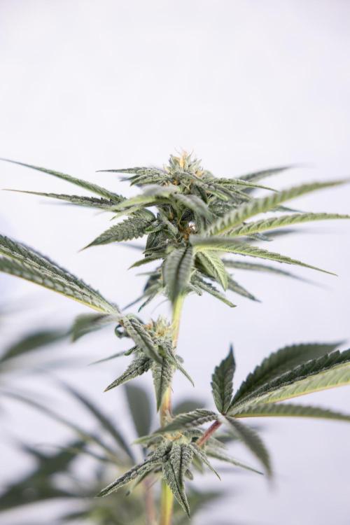 Lemon Cherry Gelato #1 - Zamnesia x B&B. Week 10 - Lemon Cherry Gelato - Mainfolding - Bloom