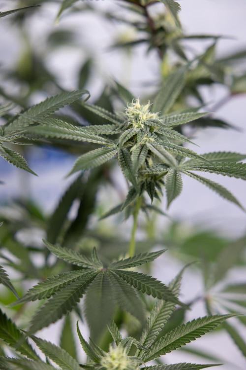 Lemon Cherry Gelato #1 - Zamnesia x B&B. Week 10 - Lemon Cherry Gelato - Mainfolding - Bloom