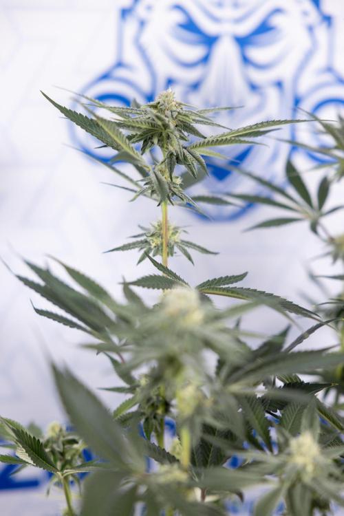 Lemon Cherry Gelato #1 - Zamnesia x B&B. Week 10 - Lemon Cherry Gelato - Mainfolding - Bloom