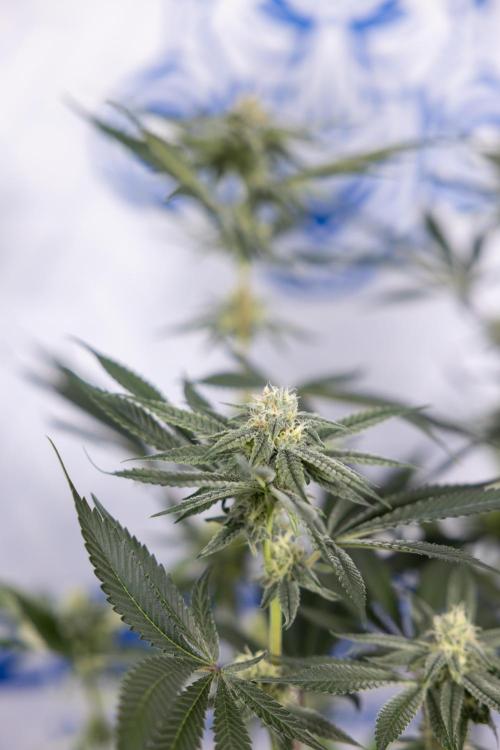 Lemon Cherry Gelato #1 - Zamnesia x B&B. Week 10 - Lemon Cherry Gelato - Mainfolding - Bloom