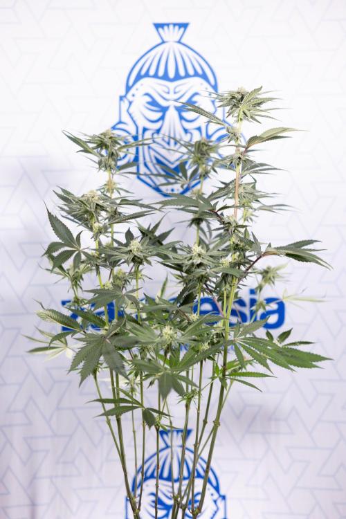 Lemon Cherry Gelato #1 - Zamnesia x B&B. Week 10 - Lemon Cherry Gelato - Mainfolding - Bloom