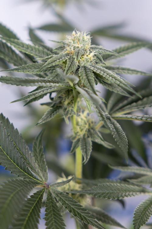 Lemon Cherry Gelato #1 - Zamnesia x B&B. Week 10 - Lemon Cherry Gelato - Mainfolding - Bloom