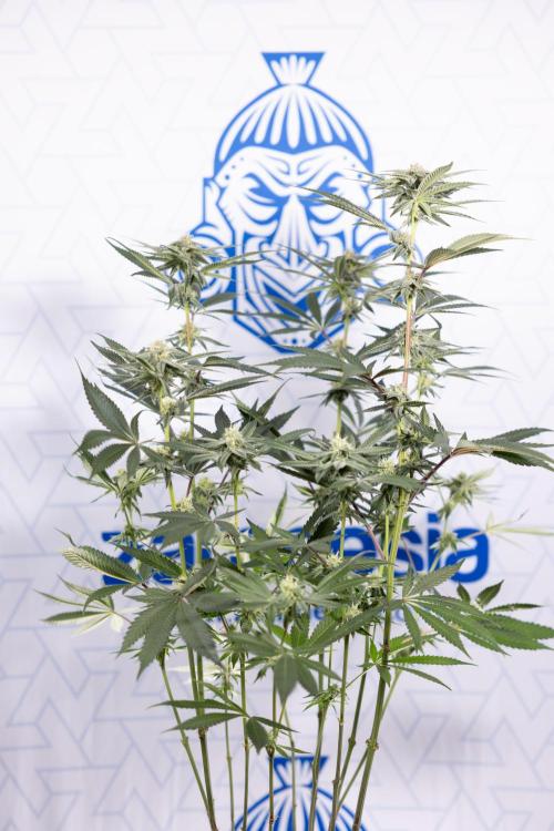 Lemon Cherry Gelato #1 - Zamnesia x B&B. Week 10 - Lemon Cherry Gelato - Mainfolding - Bloom