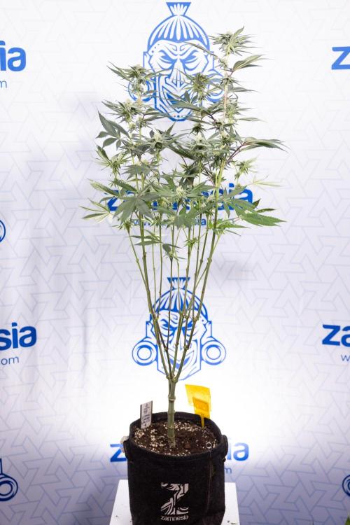 Lemon Cherry Gelato #1 - Zamnesia x B&B. Week 10 - Lemon Cherry Gelato - Mainfolding - Bloom