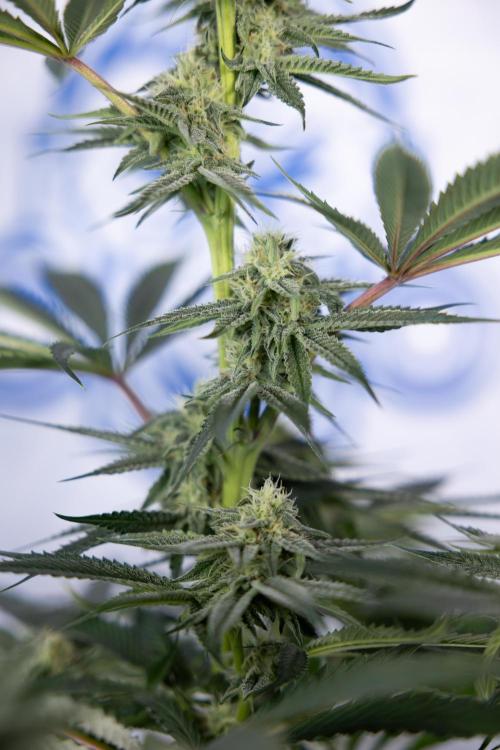 Lemon Cherry Gelato #2 - Zamnesia x B&B. Week 8 - Lemon Cherry Gelato - No Techniques - Bloom