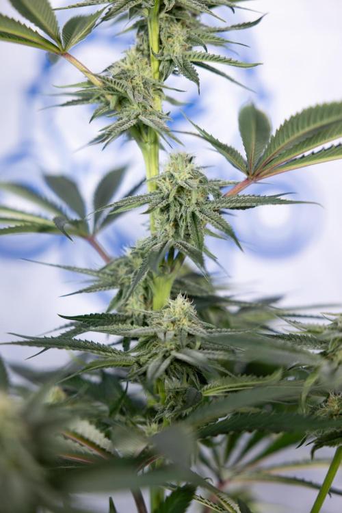 Lemon Cherry Gelato #2 - Zamnesia x B&B. Week 8 - Lemon Cherry Gelato - No Techniques - Bloom