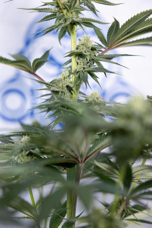 Lemon Cherry Gelato #2 - Zamnesia x B&B. Week 8 - Lemon Cherry Gelato - No Techniques - Bloom