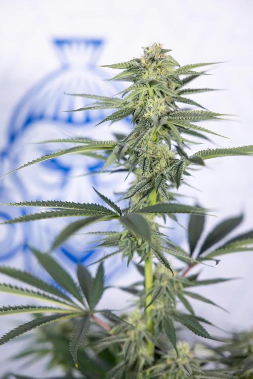 Lemon Cherry Gelato #2 - Zamnesia x B&B. Week 8 - Lemon Cherry Gelato - No Techniques - Bloom