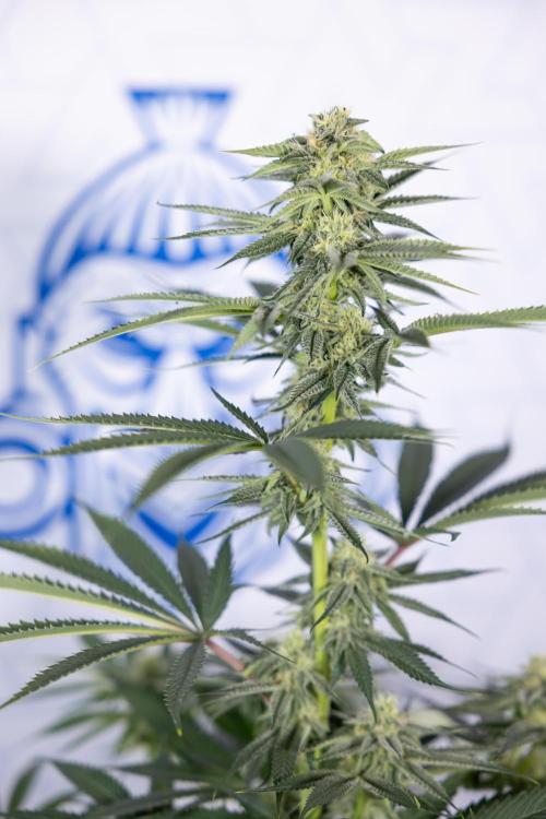 Lemon Cherry Gelato #2 - Zamnesia x B&B. Week 8 - Lemon Cherry Gelato - No Techniques - Bloom