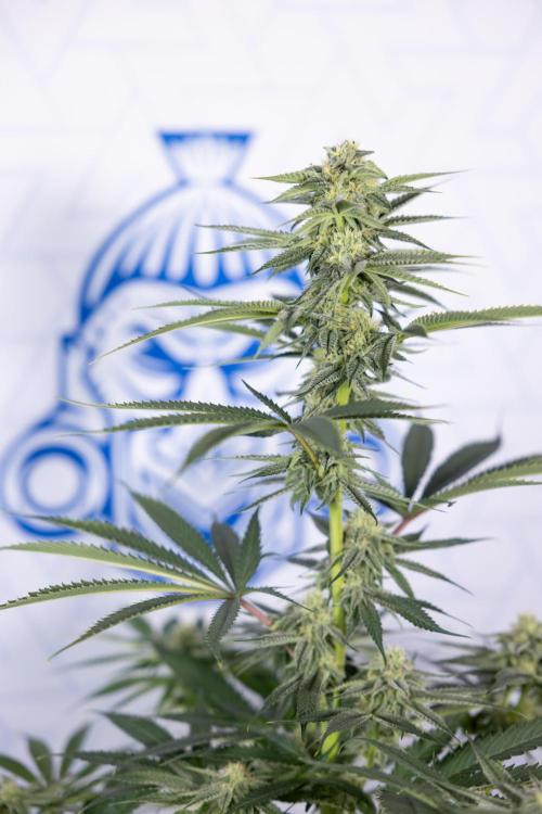 Lemon Cherry Gelato #2 - Zamnesia x B&B. Week 8 - Lemon Cherry Gelato - No Techniques - Bloom