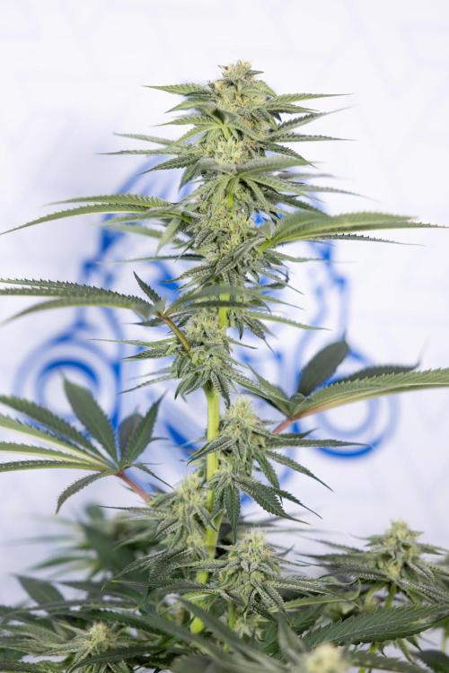 Lemon Cherry Gelato #2 - Zamnesia x B&B. Week 8 - Lemon Cherry Gelato - No Techniques - Bloom