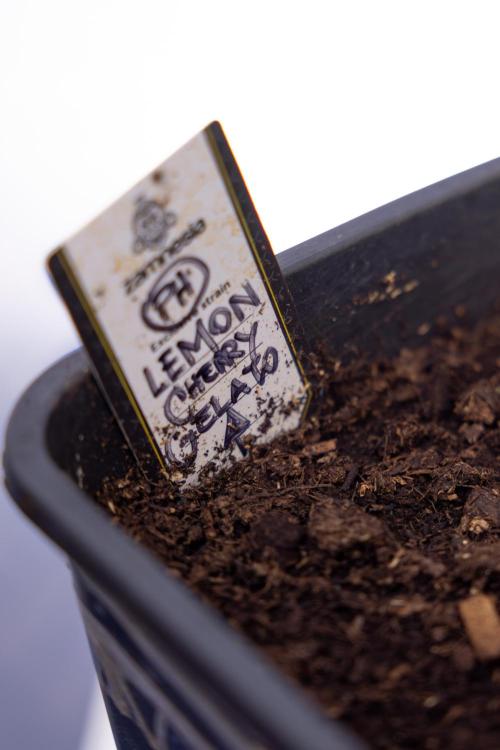 Lemon Cherry Gelato #2 - Zamnesia x B&B. Week 8 - Lemon Cherry Gelato - No Techniques - Bloom