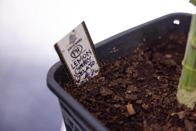 Lemon Cherry Gelato #2 - Zamnesia x B&B. Week 8 - Lemon Cherry Gelato - No Techniques - Bloom