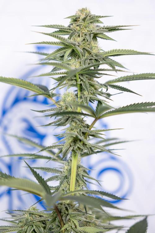 Lemon Cherry Gelato #2 - Zamnesia x B&B. Week 8 - Lemon Cherry Gelato - No Techniques - Bloom