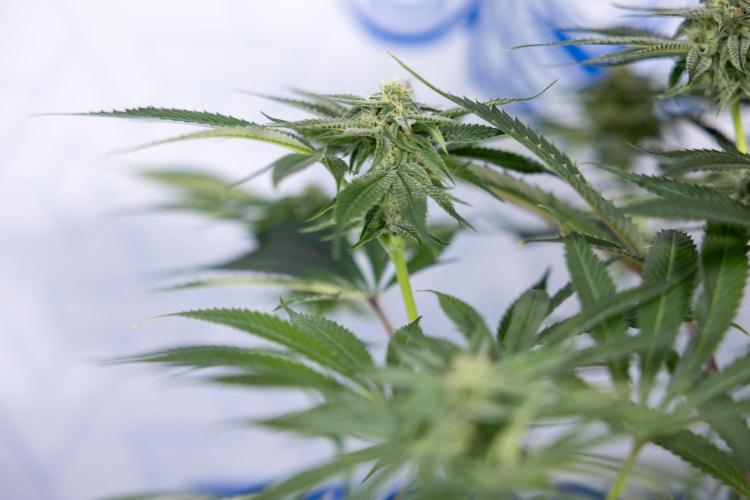 Lemon Cherry Gelato #2 - Zamnesia x B&B. Week 8 - Lemon Cherry Gelato - No Techniques - Bloom