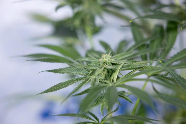 Lemon Cherry Gelato #2 - Zamnesia x B&B. Week 8 - Lemon Cherry Gelato - No Techniques - Bloom