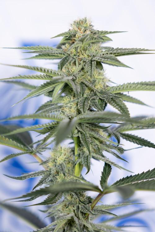 Lemon Cherry Gelato #2 - Zamnesia x B&B. Week 8 - Lemon Cherry Gelato - No Techniques - Bloom