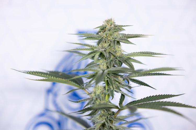 Lemon Cherry Gelato #2 - Zamnesia x B&B. Week 8 - Lemon Cherry Gelato - No Techniques - Bloom