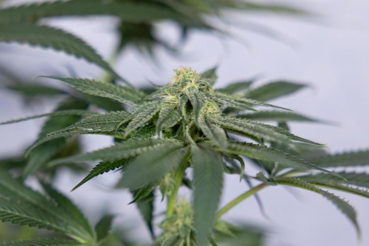 Lemon Cherry Gelato #2 - Zamnesia x B&B. Week 8 - Lemon Cherry Gelato - No Techniques - Bloom