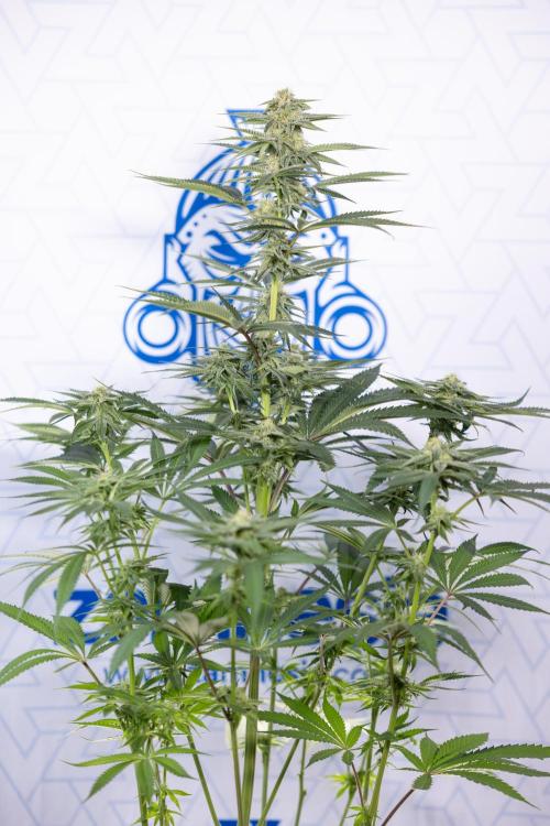 Lemon Cherry Gelato #2 - Zamnesia x B&B. Week 8 - Lemon Cherry Gelato - No Techniques - Bloom