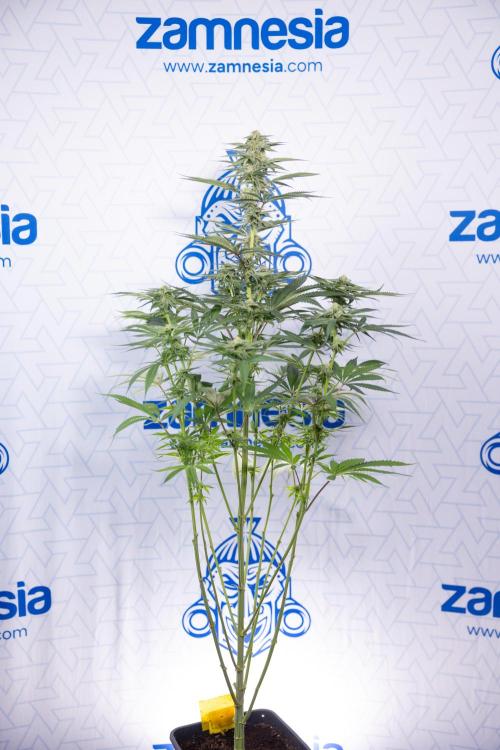 Lemon Cherry Gelato #2 - Zamnesia x B&B. Week 8 - Lemon Cherry Gelato - No Techniques - Bloom