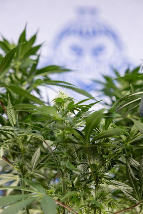 Sticky Broccoli - Zamnesia x B&B. Week 9 - Sticky Broccoli - Mainfolding - 3rd Bloom