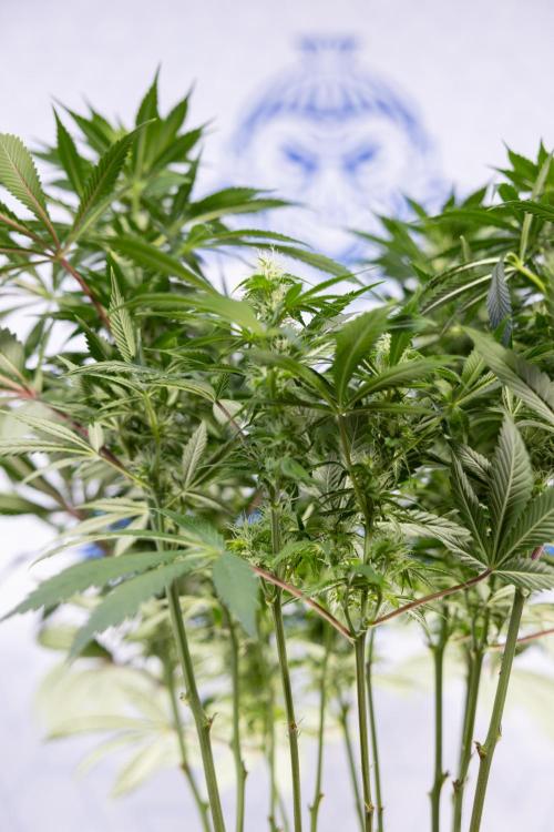 Sticky Broccoli - Zamnesia x B&B. Week 9 - Sticky Broccoli - Mainfolding - 3rd Bloom