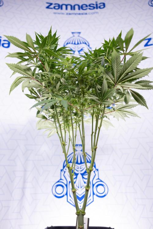 Sticky Broccoli - Zamnesia x B&B. Week 9 - Sticky Broccoli - Mainfolding - 3rd Bloom