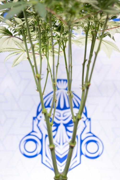 Sticky Broccoli - Zamnesia x B&B. Week 9 - Sticky Broccoli - Mainfolding - 3rd Bloom