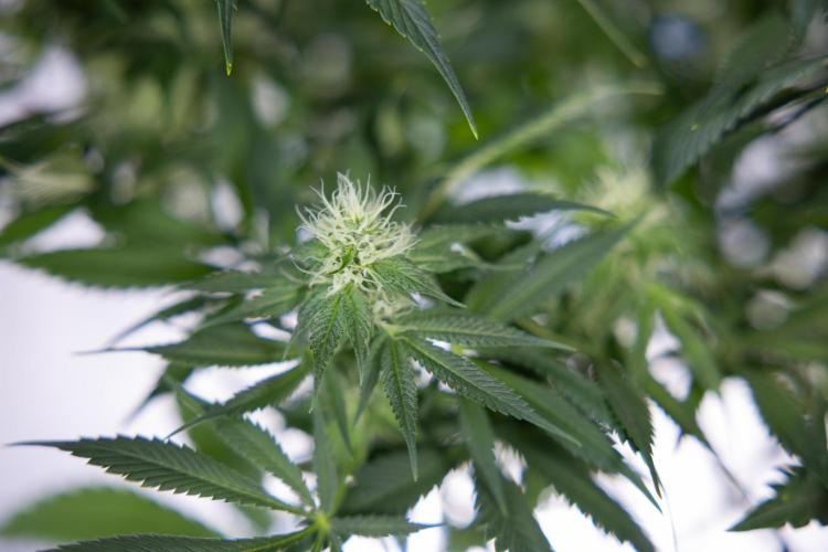 Sticky Broccoli - Zamnesia x B&B. Week 9 - Sticky Broccoli - Mainfolding - 3rd Bloom