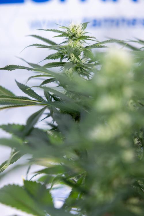 Sticky Broccoli - Zamnesia x B&B. Week 9 - Sticky Broccoli - Mainfolding - 3rd Bloom