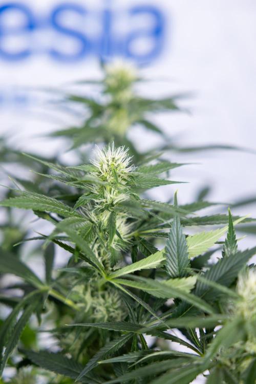 Sticky Broccoli - Zamnesia x B&B. Week 9 - Sticky Broccoli - Mainfolding - 3rd Bloom