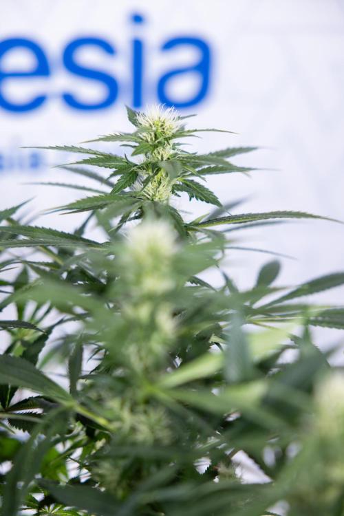 Sticky Broccoli - Zamnesia x B&B. Week 9 - Sticky Broccoli - Mainfolding - 3rd Bloom