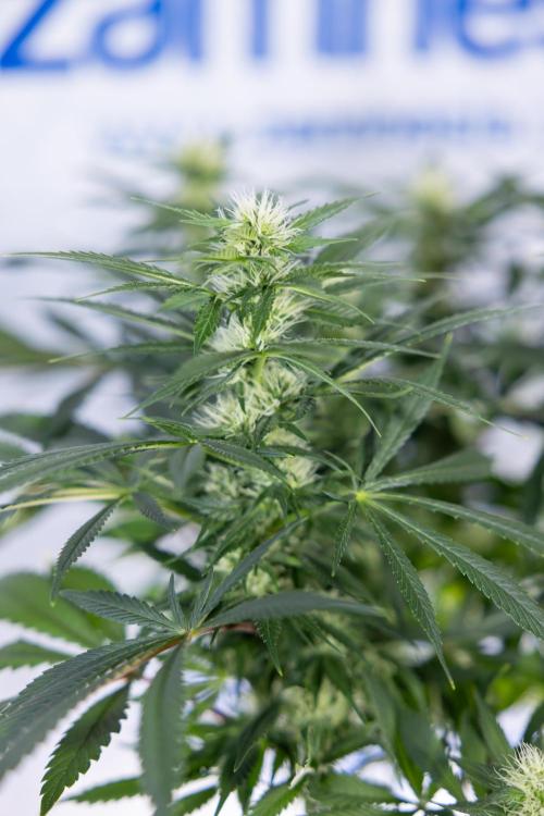 Sticky Broccoli - Zamnesia x B&B. Week 9 - Sticky Broccoli - Mainfolding - 3rd Bloom