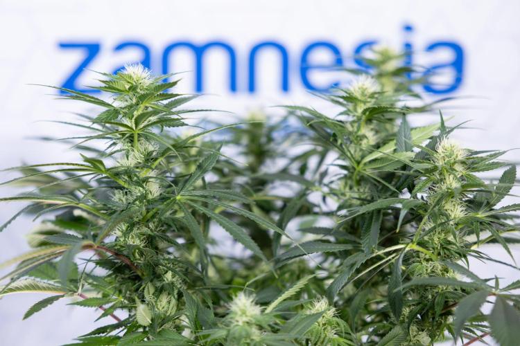 Sticky Broccoli - Zamnesia x B&B. Week 9 - Sticky Broccoli - Mainfolding - 3rd Bloom