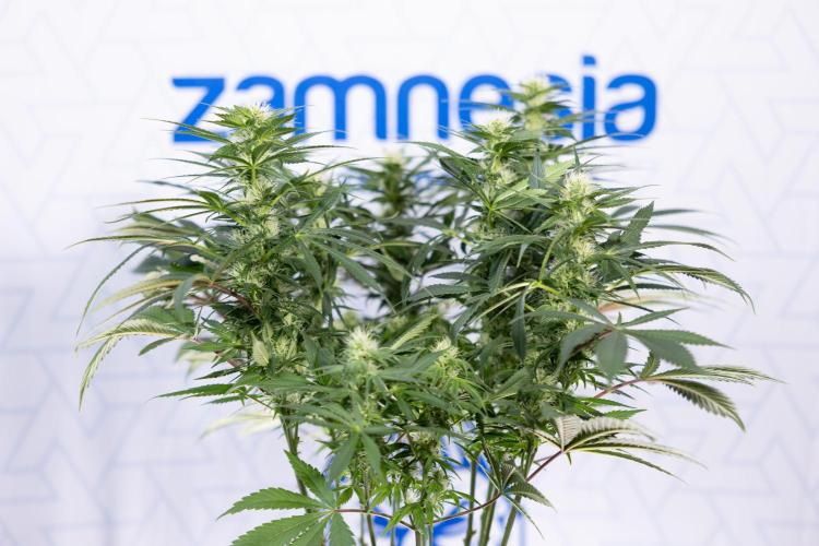 Sticky Broccoli - Zamnesia x B&B. Week 9 - Sticky Broccoli - Mainfolding - 3rd Bloom