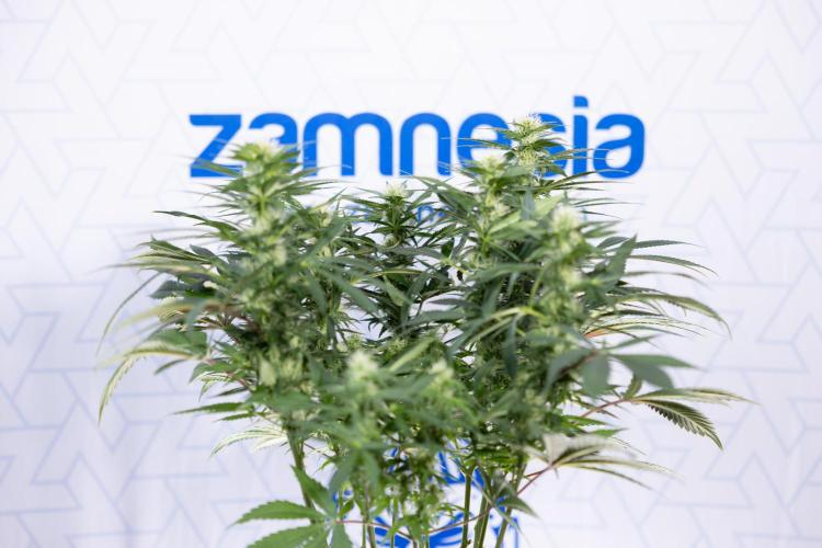 Sticky Broccoli - Zamnesia x B&B. Week 9 - Sticky Broccoli - Mainfolding - 3rd Bloom