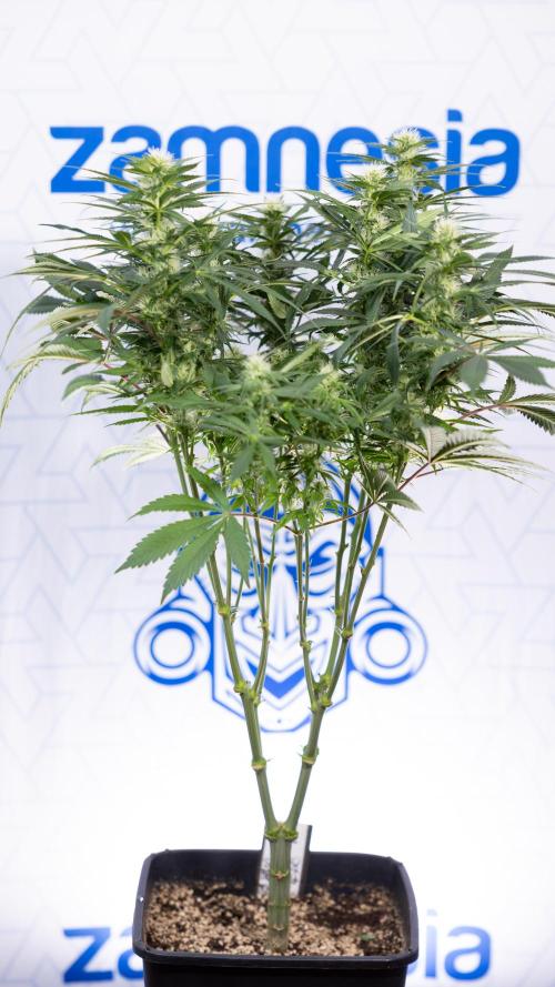 Sticky Broccoli - Zamnesia x B&B. Week 9 - Sticky Broccoli - Mainfolding - 3rd Bloom