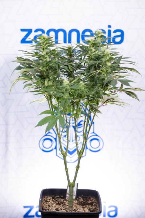 Sticky Broccoli - Zamnesia x B&B. Week 9 - Sticky Broccoli - Mainfolding - 3rd Bloom