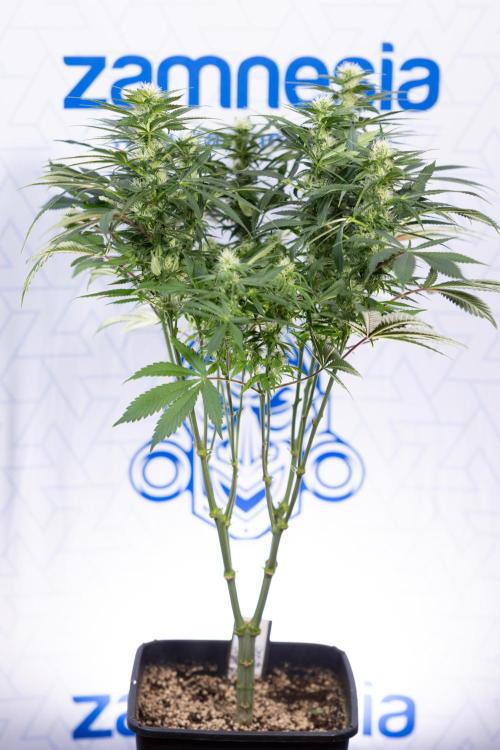 Sticky Broccoli - Zamnesia x B&B. Week 9 - Sticky Broccoli - Mainfolding - 3rd Bloom