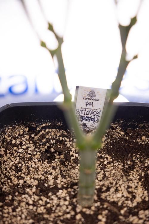 Sticky Broccoli - Zamnesia x B&B. Week 9 - Sticky Broccoli - Mainfolding - 3rd Bloom