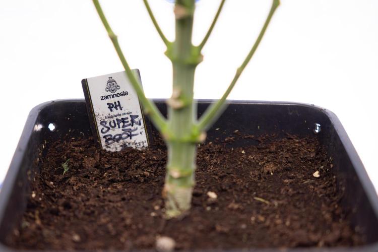 Super Boof - Zamnesia x B&B. Week 9 - Super Boof - No techniques - 3rd Bloom