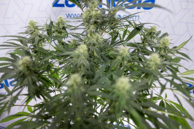 Super Boof - Zamnesia x B&B. Week 9 - Super Boof - No techniques - 3rd Bloom