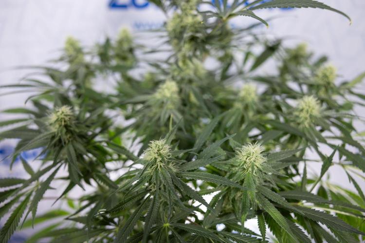 Super Boof - Zamnesia x B&B. Week 9 - Super Boof - No techniques - 3rd Bloom