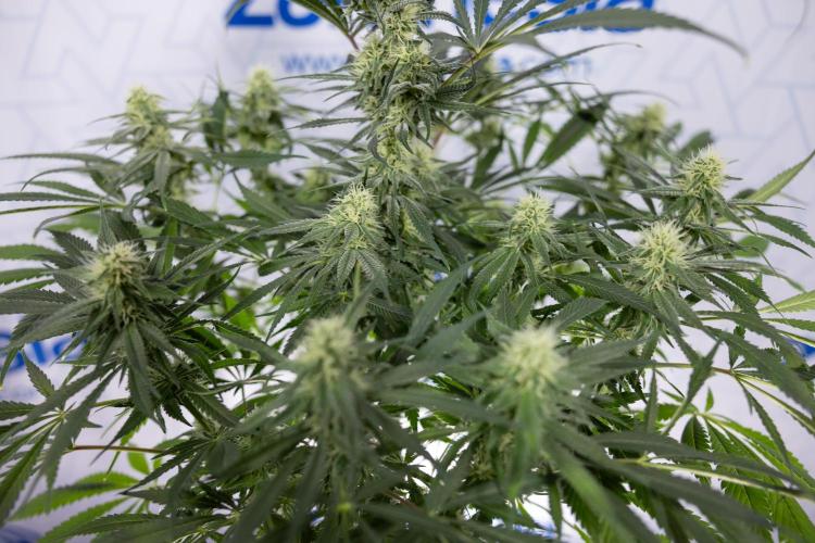 Super Boof - Zamnesia x B&B. Week 9 - Super Boof - No techniques - 3rd Bloom