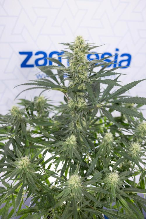 Super Boof - Zamnesia x B&B. Week 9 - Super Boof - No techniques - 3rd Bloom