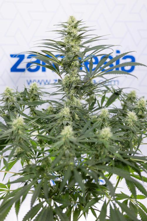 Super Boof - Zamnesia x B&B. Week 9 - Super Boof - No techniques - 3rd Bloom